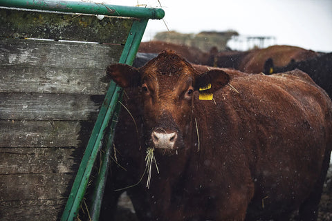 BIO skot je venku po celý rok?