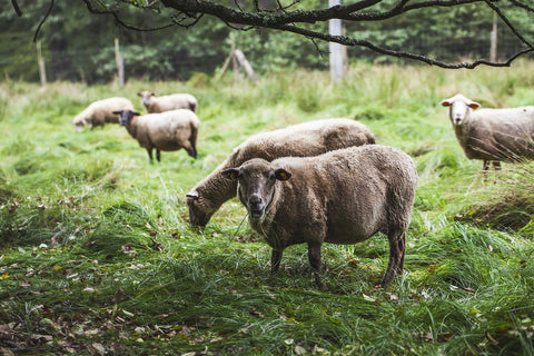 BIO ovce jsou venku stejně po celý rok