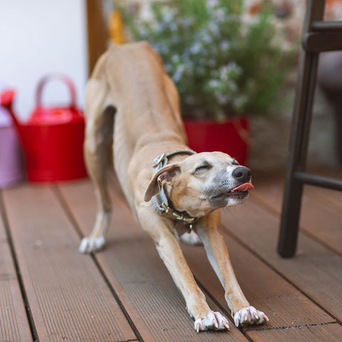 Mille Fleurs - obojek