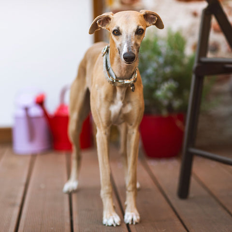 Mille Fleurs - obojek