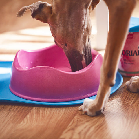 Beco Pets Food Water Bowl / Miska