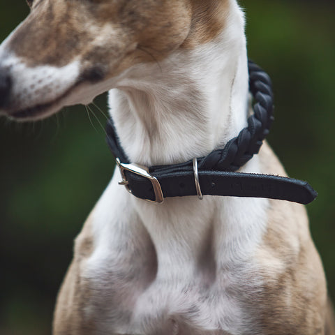 Central park - obojek