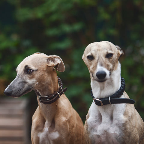 Central park - obojek