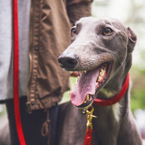 Tiergarten - vodítko