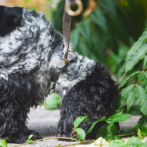 Tiergarten - vodítko