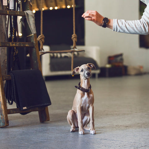 Central park - obojek