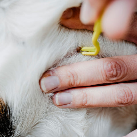 Tick hook - Hunter, háček na klíšťata