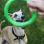 Beco Pets Natural Rubber Hoop on Rope