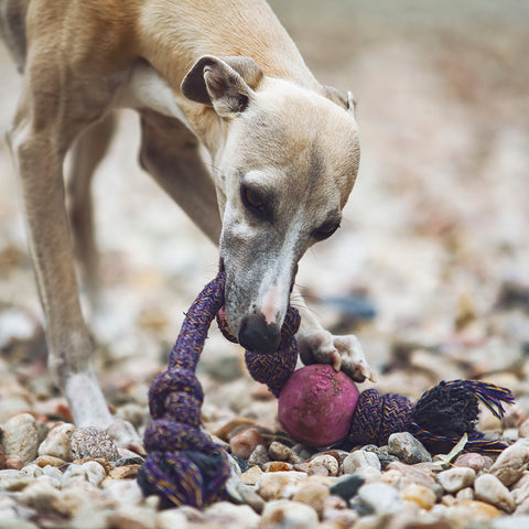 Beco Pets Natural Rubber Ball on Rope